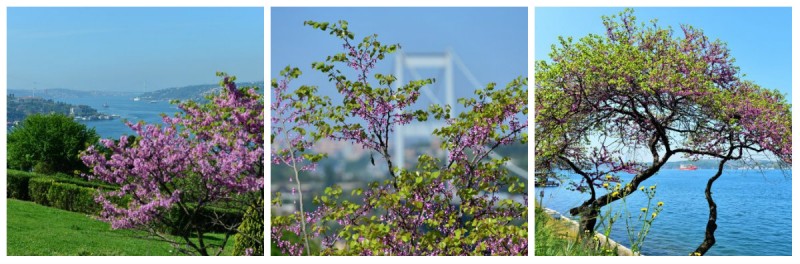 Istanbul-Judino-drvo-ICT-Putovanja